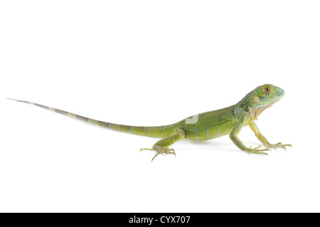 Iguane bébé isolé sur fond blanc. Banque D'Images