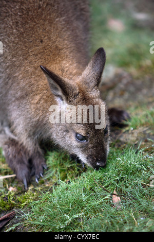 Bennett's (Red-necked Wallaby (Macropus rufogriseus)). La voie terrestre, Tasmanie, Australie. Banque D'Images