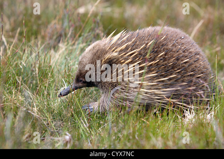 Échidné à nez court (Tachyglossus aculeatus). Cradle Valley, Tasmanie, Australie. Banque D'Images