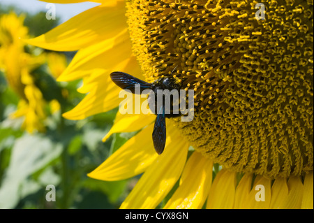 Une abeille assis sur un tournesol dans un sunflowerfield. Banque D'Images