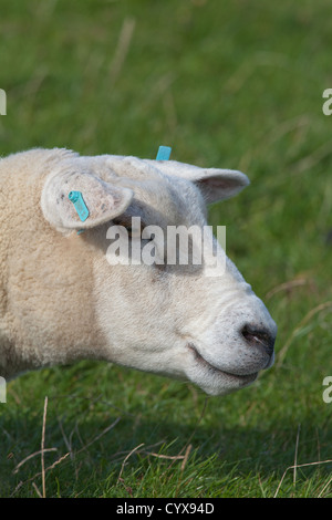 Texel (Ovis aries). À la droite. Race introduit des Pays-Bas à la France. Banque D'Images