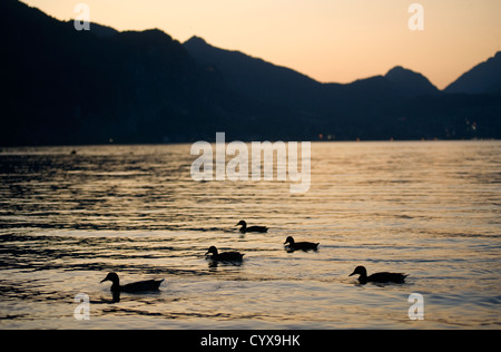 Cinq canards nageant dans un lac au coucher du soleil en Autriche Banque D'Images