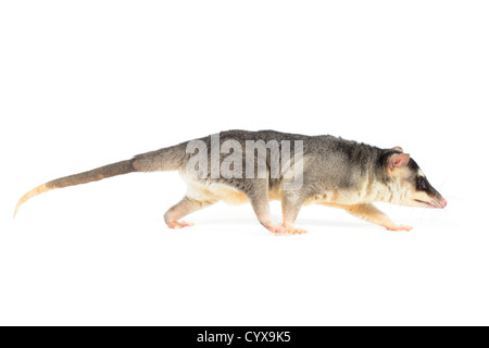 Quatre d'opossum sur blanc aux yeux bleus Banque D'Images