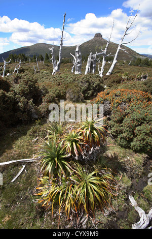 Des paysages de montagne sur l'Overland Track. Cradle Mt - Lake St Clair National Park, Tasmanie, Australie. Banque D'Images