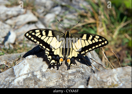 Un Swallowtail butterfly reposant sur un rocher sur une haute montagne en Autriche Banque D'Images