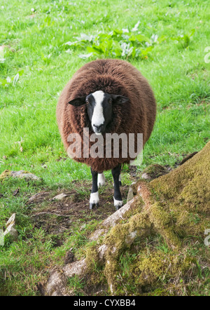 Pays de Galles, le parc national de Snowdonia, Betws-Y-coed, Balwen Welsh Mountain Sheep Banque D'Images