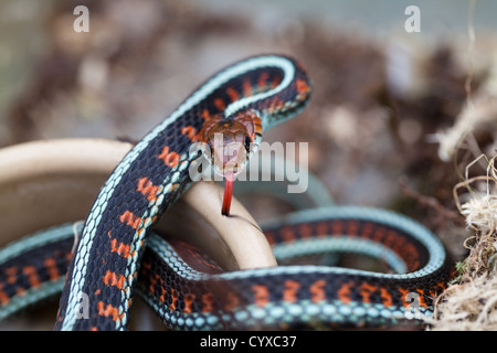 California Red Couleuvre rayée (Thamnophis sirtalis infernalis).