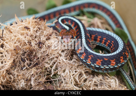 CALIFORNIA RED COULEUVRE RAYÉE Thamnophis sirtalis infernalis