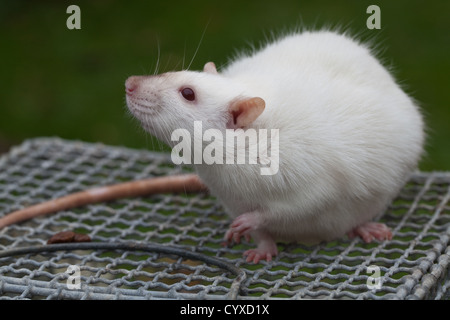 Les rats albinos (Rattus norvegicus). Les femmes enceintes sur le haut d'une cage de laboratoire. Banque D'Images