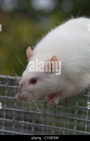 Les rats albinos (Rattus norvegicus). Femme adulte sur le haut d'une cage de laboratoire. Banque D'Images