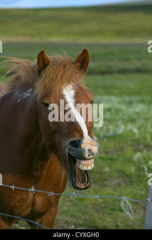 Portrait de cheval islandais, Islande cheval de race pure Banque D'Images