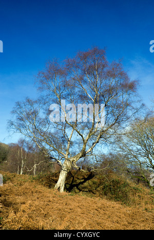 Silver Birch Tree en hiver près de pontypridd South Wales valleys uk Banque D'Images