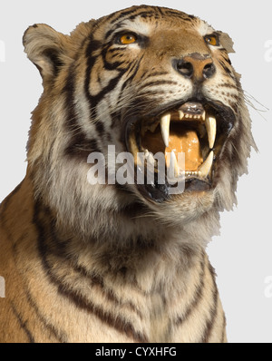 Un tigre, le XXe siècle exceptionnel, extrêmement réaliste Taxidermy spécimen d'un tigre mâle (Panthera tigris), pour lequel l'animal entier ses propres dents(!) ont été utilisés. Sur une base décorée de pierres semi-précieuses et fournie avec des roulettes. Longueur (queue comprise) env. 280 cm. Hauteur à l'épaule ca. 100 cm. Hauteur totale env. 120 cm. Les Tigres étaient à l'origine indigènes de l'Asie centrale, du sous-continent indien, de la Sibérie et de toute l'Asie de l'est. Et au début du XXe siècle, il y avait probablement encore plus de 100,000 tigres vivant dans la nature. Aujourd'hui, le total, droits supplémentaires-Clearences-non disponible Banque D'Images