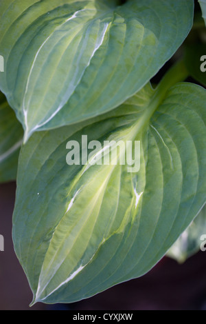 Les plantes, Hosta, strip-tease, feuillage panaché vert avec bande blanche de l'usine donnant son nom. Banque D'Images