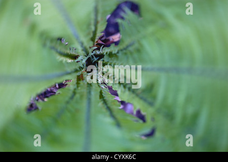 Les plantes, fougères, Matteuccia struthiopteris, volant frondes de fougère vu de dessus. Banque D'Images