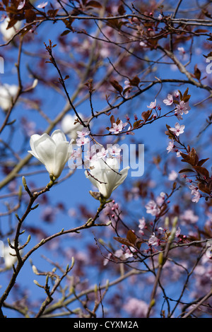 Les plantes, les arbres, Magnolia x soulangeana 'Alba Superba', fleurs blanches sur les branches d'un magnolia arbre en face d'un cerisier Banque D'Images