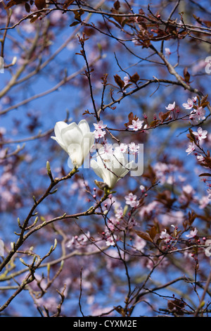 Les plantes, les arbres, Magnolia x soulangeana 'Alba Superba', fleurs blanches sur les branches d'un magnolia arbre en face d'un cerisier Banque D'Images