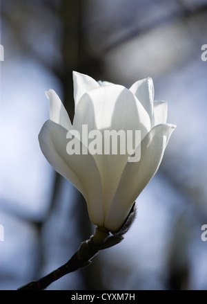 Les plantes, les arbres, Magnolia x soulangeana 'Alba Superba', l'ouverture des bourgeons de fleurs blanches sur un magnolia centenaire. Banque D'Images