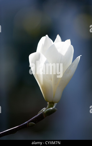 Les plantes, les arbres, Magnolia x soulangeana 'Alba Superba', l'ouverture des bourgeons de fleurs blanches sur un magnolia centenaire. Banque D'Images