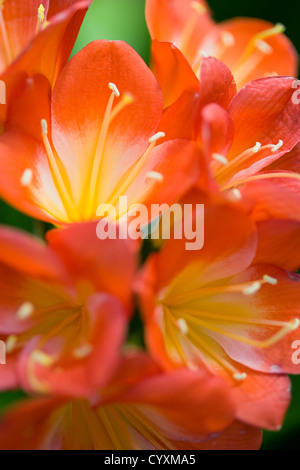 Clivia miniata, Natal lily, Close-up de fleurs de couleur orange vif avec des étamines jaunes. Banque D'Images