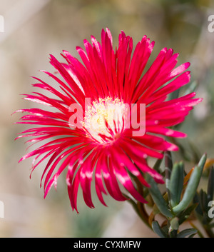 Plantes, fleurs, Lampranthus spectabilis, fleur rouge vif d'une usine à glace. Banque D'Images