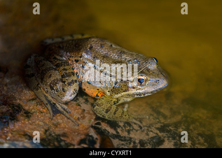 Une grenouille à pattes rouges (Rana draytonii) dans Pinnacles National Monument,California. Banque D'Images