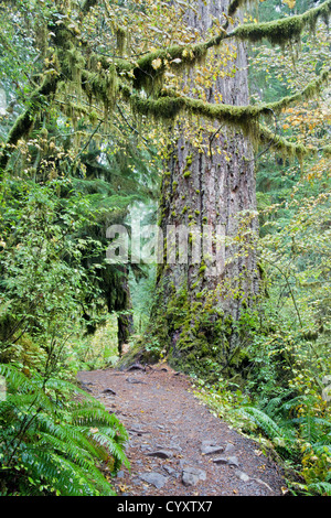 Sentier de randonnée pédestre à côté d'un grand sapin dans moss couverts vert forêt, dans la forêt pluviale Hoh, Olympic National Park, Washington Banque D'Images