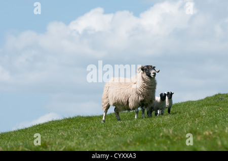 Scottish blackface moutons et nouvelle agneau né sur colline avec ciel bleu et vert de l'herbe, avec des cornes et la face noire Banque D'Images