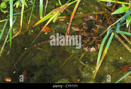Blotched Serpent d'eau Nerodia erythrogaster transversa Flat Creek, près de Jenkins, Missouri, United States 22 immatures peuvent Banque D'Images