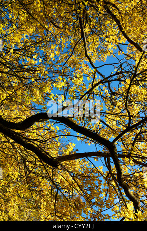 Les feuilles d'or d'un champ 'érable Acer campestre' feuillus arbre dans une haie dans la faible lumière du soleil d'automne en novembre Banque D'Images