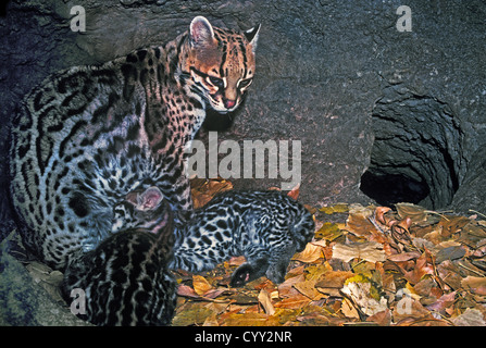 L'ocelot Leopardus pardalis Arizona-Sonora Desert Museum, Tucson, Arizona, United States février avec les jeunes adultes de sexe féminin. Banque D'Images