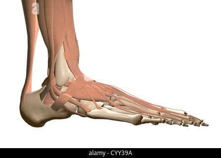 Anatomie du pied humain Banque D'Images