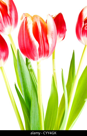 Bouquet de tulipes plusieurs isolated over white background Banque D'Images