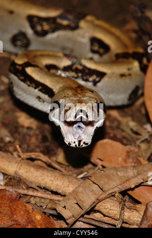 Un boa constrictor agressive (Boa constrictor) sur le sol de la forêt avec sa bouche ouverte, prête à frapper. Banque D'Images