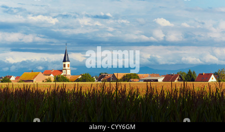 Logelheim village à travers un champ de maïs, Alsace, Haut-Rhin, France Banque D'Images