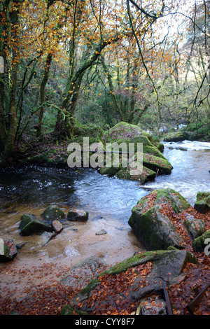 Le bois de hêtre et chêne antique par Golitha falls, fleuve Fowey près de Minions / St New Liskeard Bodmin Moor Cleer Cornwall England UK GO Banque D'Images