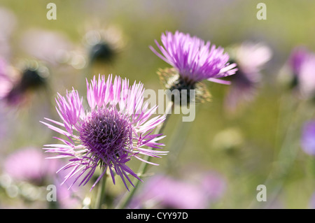 Close-up of Purple Milk Thistle fleurs - Galactites tomentosa - en Alentejo, Portugal Banque D'Images