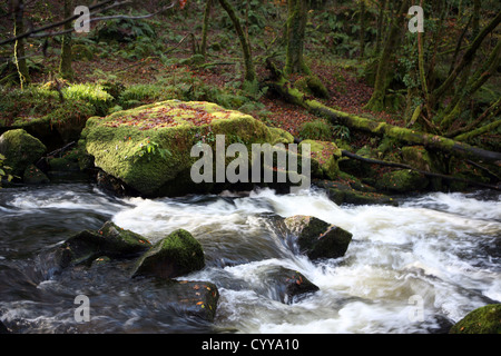 Le bois de hêtre et chêne antique par Golitha falls, fleuve Fowey près de Minions / St New Liskeard Bodmin Moor Cleer Cornwall England UK GO Banque D'Images
