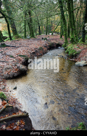 Le bois de hêtre et chêne antique par Golitha falls, fleuve Fowey près de Minions / St New Liskeard Bodmin Moor Cleer Cornwall England UK GO Banque D'Images