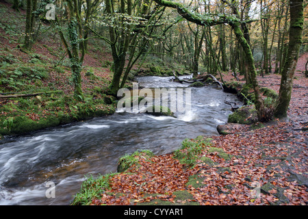 Le bois de hêtre et chêne antique par Golitha falls, fleuve Fowey près de Minions / St New Liskeard Bodmin Moor Cleer Cornwall England UK GO Banque D'Images