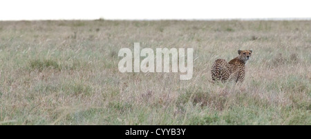 Un guépard adulte numérise l'horizon pour tuer son prochain. Parc national de Serengeti, Tanzanie Banque D'Images