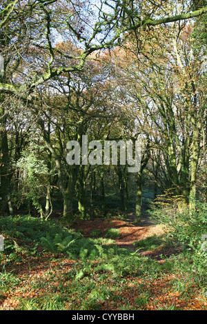 Le bois de hêtre et chêne antique par Golitha falls, fleuve Fowey près de Minions / St New Liskeard Bodmin Moor Cleer Cornwall England UK GO Banque D'Images