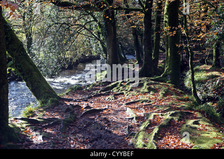 Le bois de hêtre et chêne antique par Golitha falls, fleuve Fowey près de Minions / St New Liskeard Bodmin Moor Cleer Cornwall England UK GO Banque D'Images