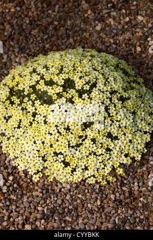 Dionysia curviflora x tapetodes, Primulaceae. Caucase, l'Iran. Banque D'Images