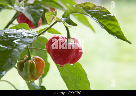 Fiery très frileux Scotch Bonnet 'poivrons Capsicum Chinensis' encore en croissance et de la maturation sur la plante. Ils se trouvent principalement dans les îles des Caraïbes. Banque D'Images
