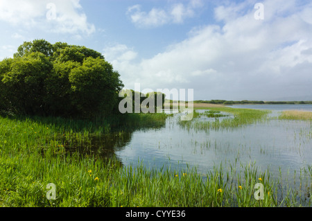 Kenfig extérieure, une partie de la réserve naturelle nationale de Kenfig Burrows de Glamorgan. Banque D'Images