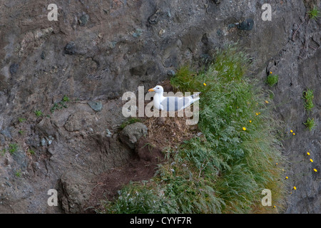 Goéland à ailes grises (Larus glaucescen) assis sur son nid sur une falaise à cap Flattery, Clallam County, Washington, USA en Juin Banque D'Images