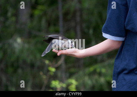Mésangeai du Canada (Perisoreus canadensis) se nourrissant de main près de Hurricane Ridge, Olympic National Park, Washington, USA en Juin Banque D'Images
