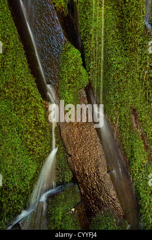 Chutes en colonnes le long de l'Oregon au nord de l'Umpqua River Trail. Banque D'Images