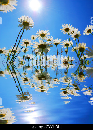 Daisy flower et de l'eau reflet montrant concept d'été Banque D'Images